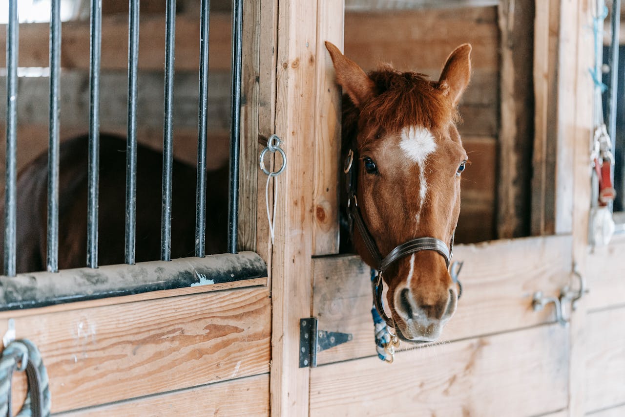 Close-up photo of a brown horse peering from a wooden stable door.